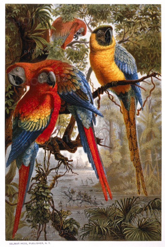 Colorful Parrots, Chromolithograph, 1885