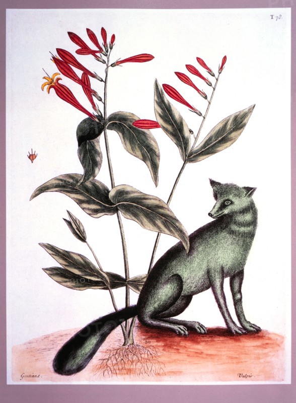 The Grey Fox and Indian Pink, Mark Catesby, The Natural History of Carolina, Florida, and the Bahama Islands, 1731-1743