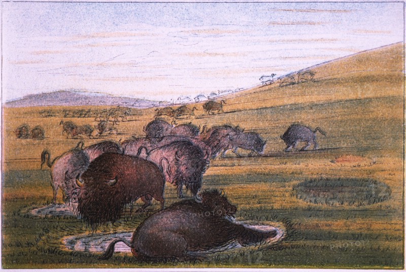Bison, No. 2 of 10, Colored Drawing, George Catlin, 1832