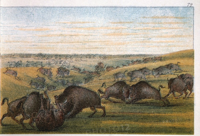 Bison, No. 1 of 10, Colored Drawing, George Catlin, 1832