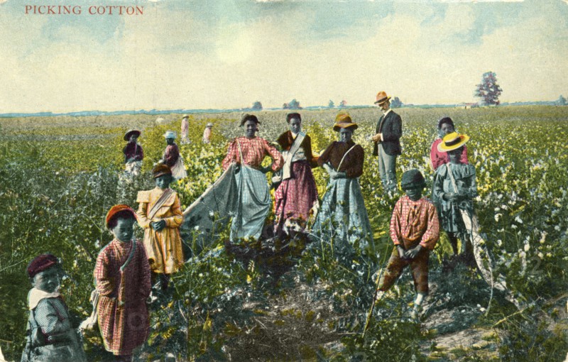 Group of African-American Cotton Pickers in Field, Portrait, USA, Hand-Colored Postcard, circa 1910
