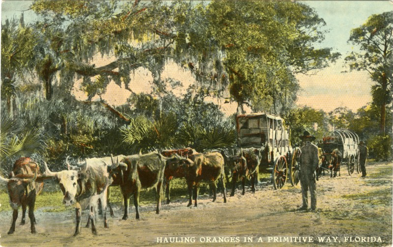 African-American Man with Ox-Drawn Wagons on Orange Plantation, Florida, USA, "Hauling Oranges in a Primitive Way - Florida", Hand-Colored Postcard, circa 1910