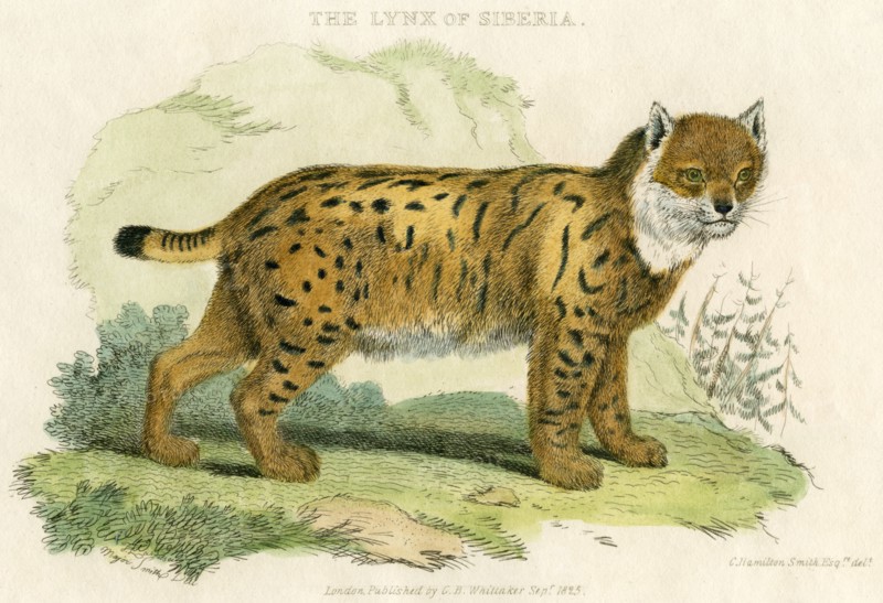 Lynx of Siberia, Hand-Colored Engraving, 1825