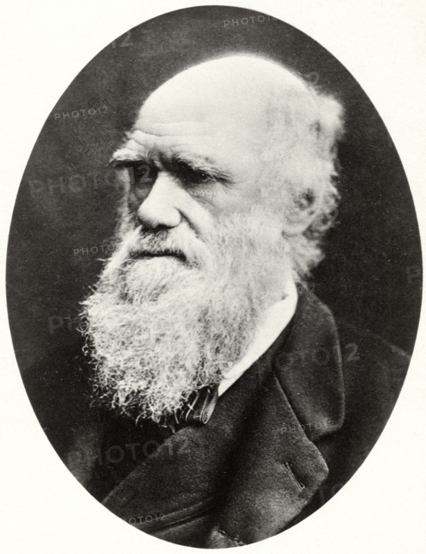 Charles Darwin (1809-82), English Naturalist, Portrait, circa 1878