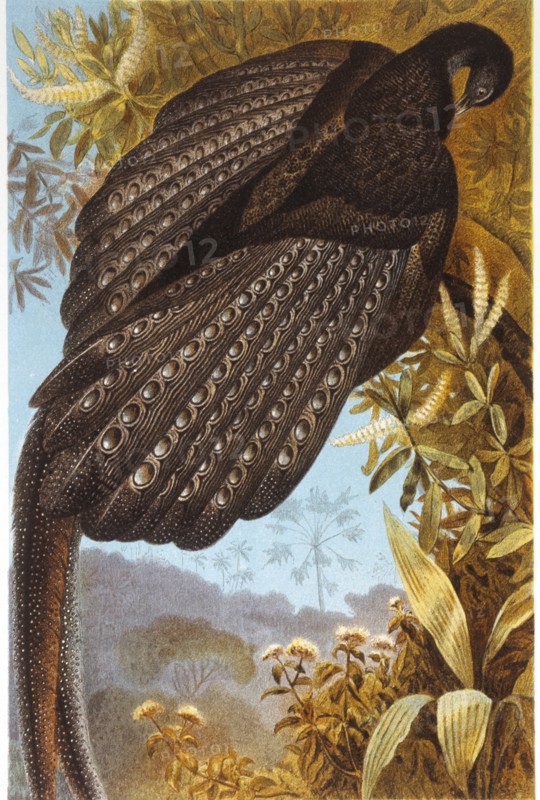 Argus Pheasant, Chromolithograph, circa 1898
