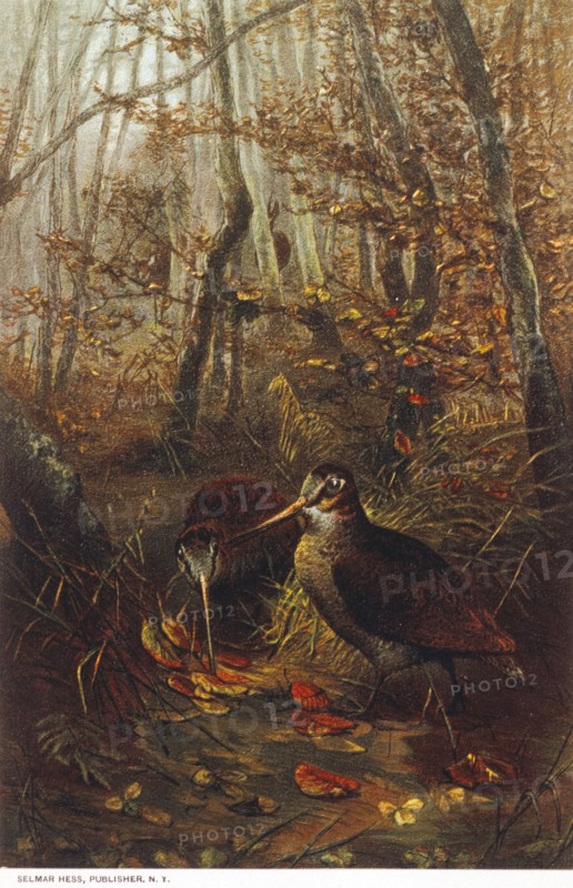 Woodcocks, Chromolithograph, circa 1885