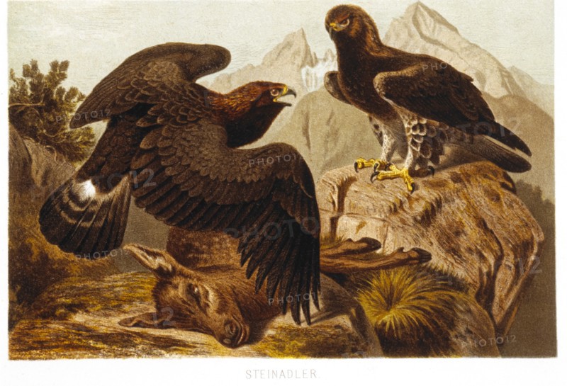 Stone Eagles, Chromolithograph, circa 1898