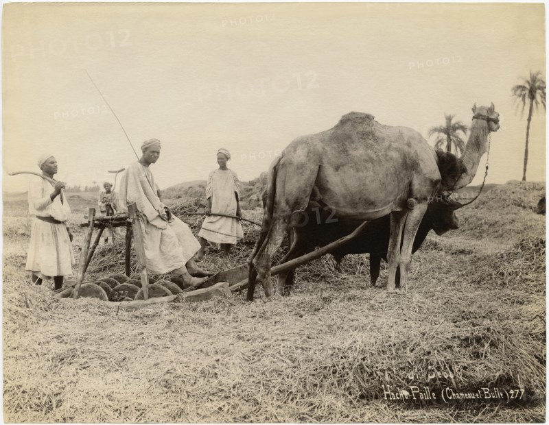 Group of Men with Camel and Ox in Field, “Hache-Paille" Chameau et Bufle), Egypt, Albumen Print, circa 1880