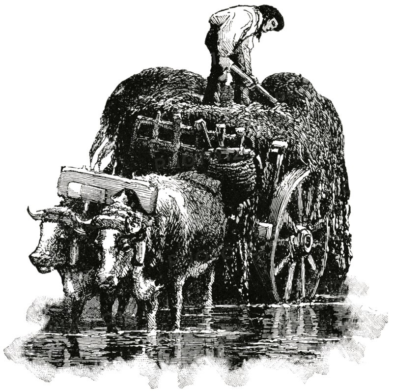 Man Loading Seaweed onto Ox-Cart, Channel Islands, British Isles, "Classical Portfolio of Primitive Carriers", by Marshall M. Kirman, World Railway Publ. Co., Illustration, 1895