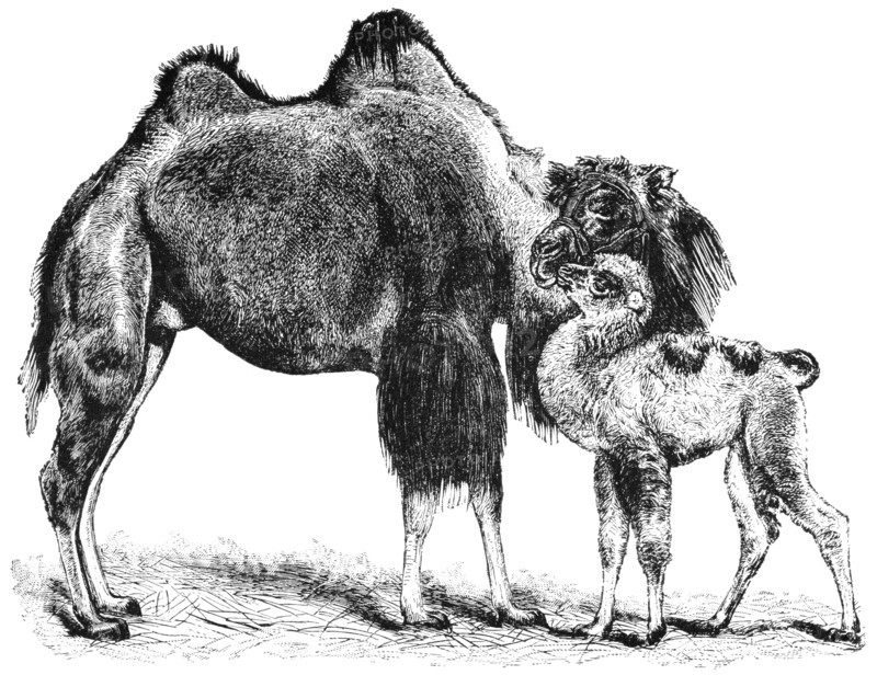 Bactrian Camel and Calf, "Classical Portfolio of Primitive Carriers", by Marshall M. Kirman, World Railway Publ. Co., Illustration, 1895
