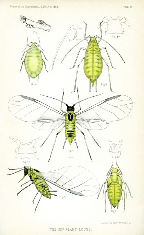 The Hop Plant Louse, Plate II, Report of the Commissioner of Agriculture, US Dept of Agriculture, Illustration,  1888