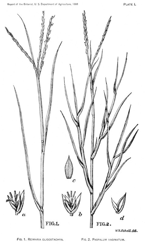 Grasses and Weeds, Reimaria oligostachya & Paspalum vaginatum, Report of the Commissioner of Agriculture, US Dept of Agriculture, Illustration,  1888