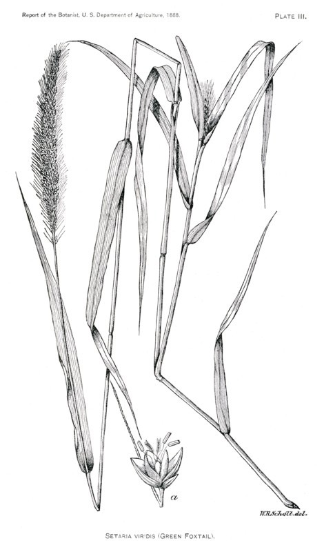 Grasses and Weeds, Setaria Viridis, Green Foxtail, Report of the Commissioner of Agriculture, US Dept of Agriculture, Illustration,  1888