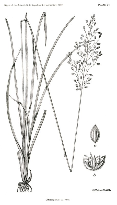 Grasses and Weeds, Anthenantia rufa, Report of the Commissioner of Agriculture, US Dept of Agriculture, Illustration,  1888