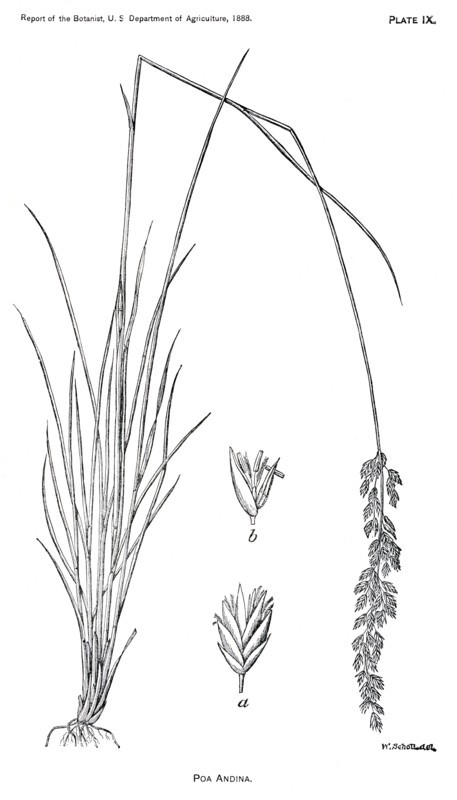 Grasses and Weeds, Pao Andina, Report of the Commissioner of Agriculture, US Dept of Agriculture, Illustration,  1888