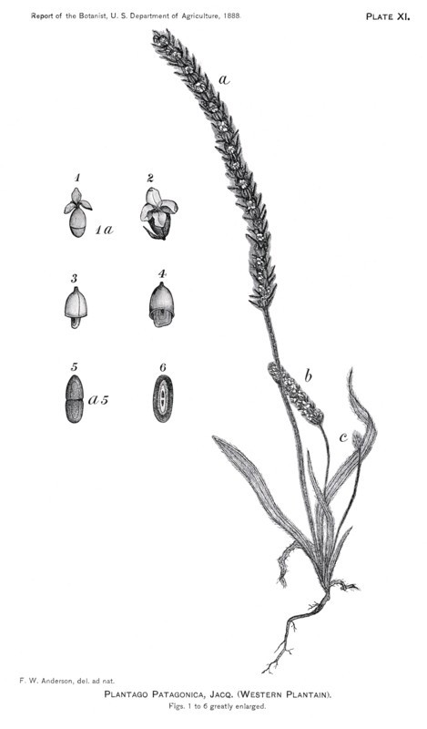 Grasses and Weeds, Plantago Patagonica, Report of the Commissioner of Agriculture, US Dept of Agriculture, Illustration,  1888
