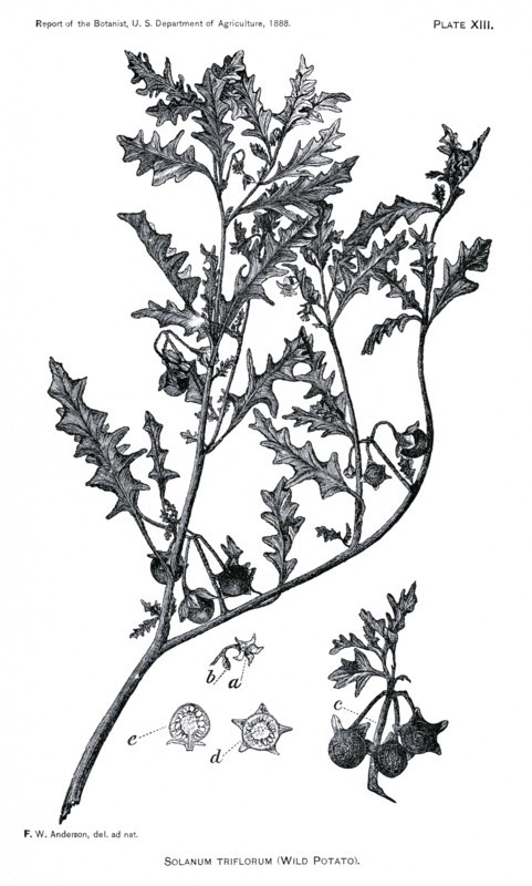 Grasses and Weeds, Solanum Triflorum, Wild Potato, Report of the Commissioner of Agriculture, US Dept of Agriculture, Illustration,  1888