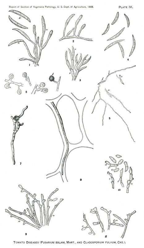 Tomato Diseases (Fusarium Solani, Mart., and Cladosporium Fulvum, Cke), Report of the Commissioner of Agriculture, US Dept of Agriculture, Illustration,  1888