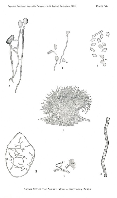 Brown Rot of Cherry, Monilia Fructigena, Plate VI, Report of the Commissioner of Agriculture, US Dept of Agriculture, Illustration,  1888
