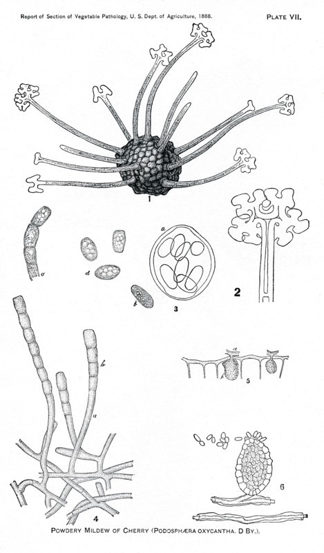 Powdery Mildew of the Cherry, Podosphaera Oxycantha, Report of the Commissioner of Agriculture, US Dept of Agriculture, Illustration,  1888