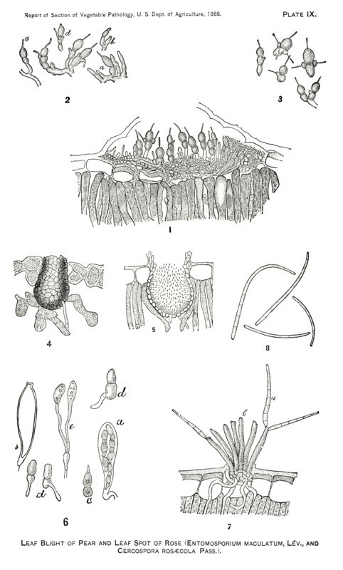 Leaf Blight of Pear, Leaf Spot of Rose, Entomosporium Maculatum, Lev and Cercospora Rosaecola, Pass., Report of the Commissioner of Agriculture, US Dept of Agriculture, Illustration,  1888