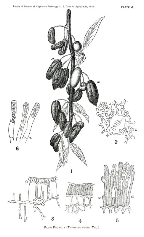 Plum Pockets, Taphrina Pruni, Tul., Report of the Commissioner of Agriculture, US Dept of Agriculture, Illustration,  1888