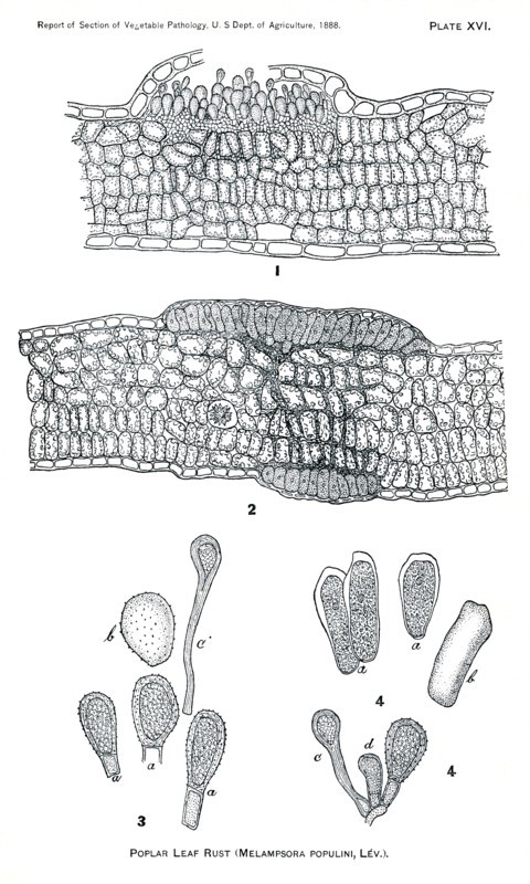 Poplar Leaf Rust, Melampsora Populina, Report of the Commissioner of Agriculture, US Dept of Agriculture, Illustration,  1888