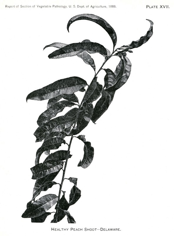 Healthy Peach Shoot, Delaware, Report of the Commissioner of Agriculture, US Dept of Agriculture, Illustration,  1888