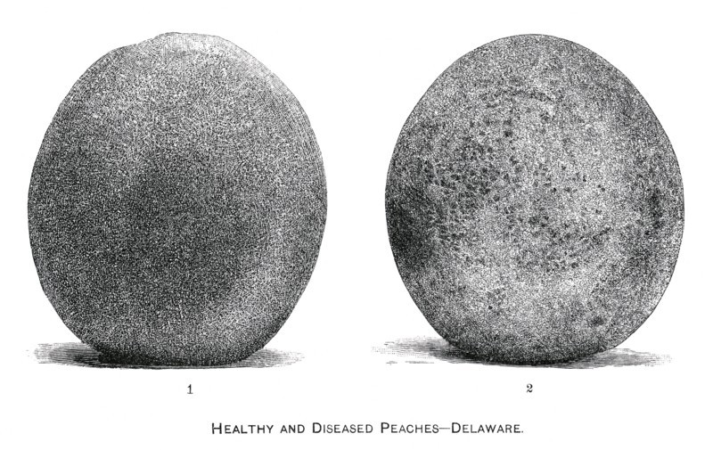 Healthy and Diseased Peaches, Delaware, Report of the Commissioner of Agriculture, US Dept of Agriculture, Illustration,  1888