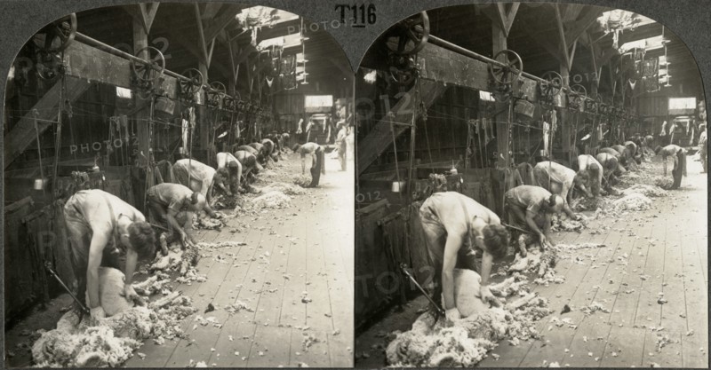 Shearing Sheep with Power Driven Shears, Kirkland, Illinois, Stereo Card, circa 1917