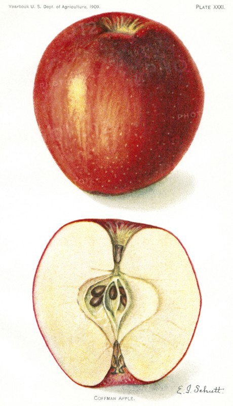 Coffman Apple, E. J. Schutt, Yearbook U.S. Department of Agriculture, 1909, Plate XXXI