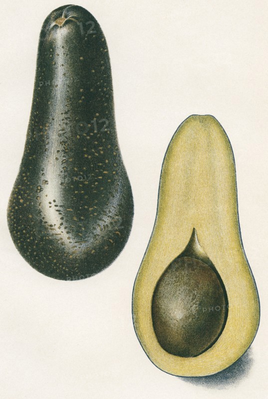 Chappelow Avocado, E. J. Schutt, Yearbook U.S. Department of Agriculture, Plate XXXI, 1906