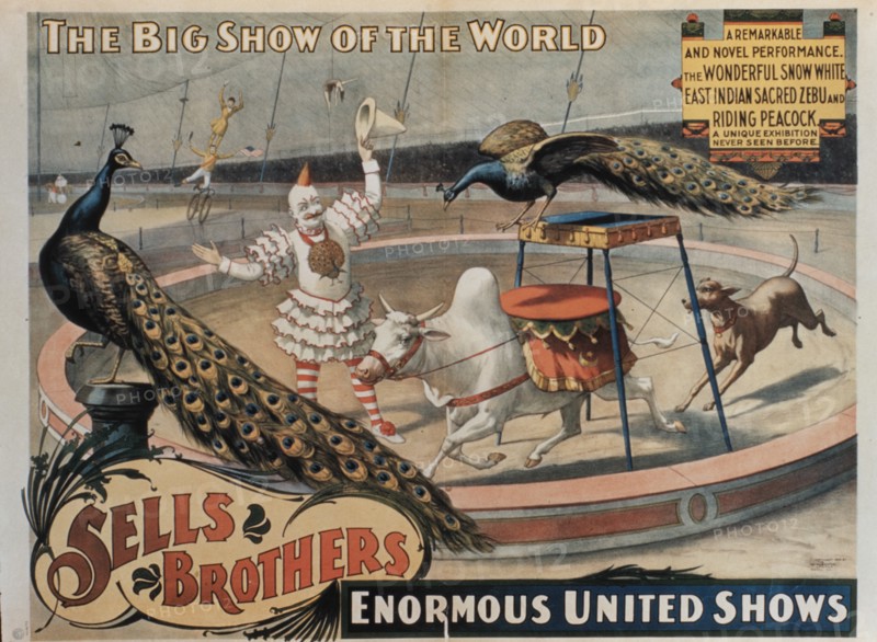 Sells Brothers' Enormous United Shows, The Wonderful Snow White East Indian Sacred Zebu and Riding Peacock, Circus Poster, circa 1880's