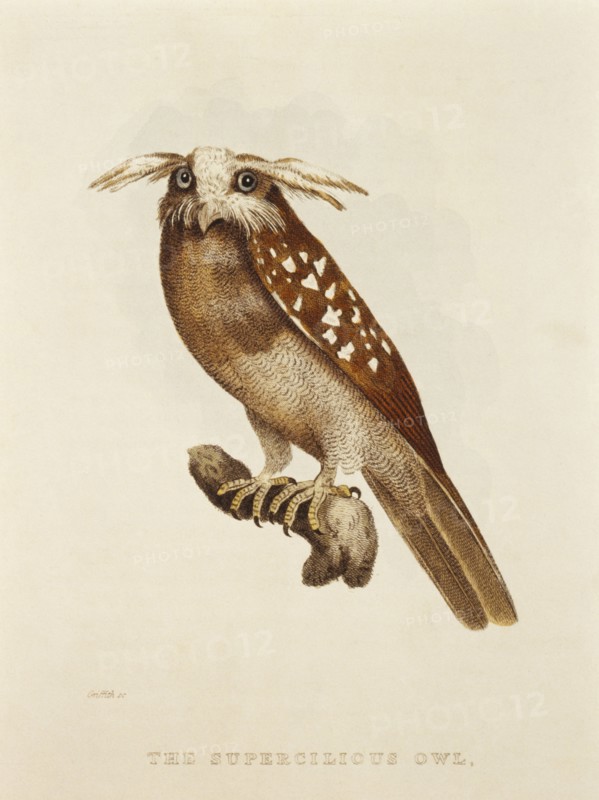 Supercilious Owl, S. griseata, Hand-Colored Engraving from Original by Baron Cuvier, circa 1828