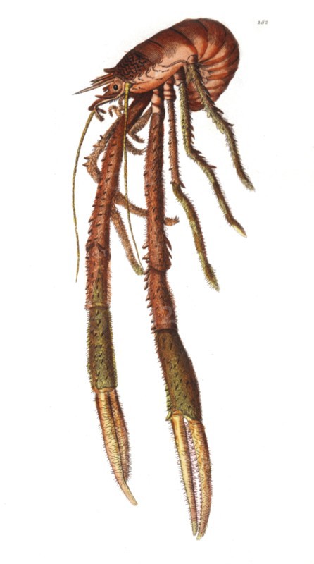 Bamffian or Long-Clawed Lobster, Hand-Colored Engraving by Shaw and Nodder from the Book, "The Naturalist's Miscellany", 1799