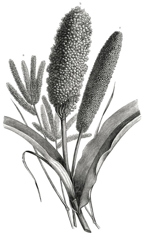 Three Millet Varieties, Panicum, Sorghum, Eleusine, Africa, Illustration, 1885
