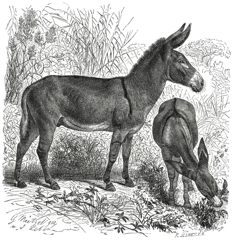 Wild Donkey, Africa, Illustration, 1885