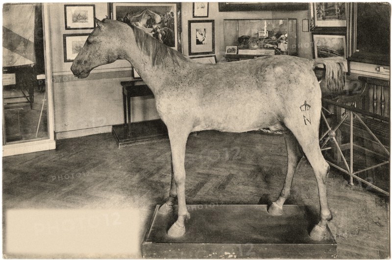 Vizir, Arabian Horse owned by Napoleon Bonaparte, Hotel des Invalides, Paris, France,