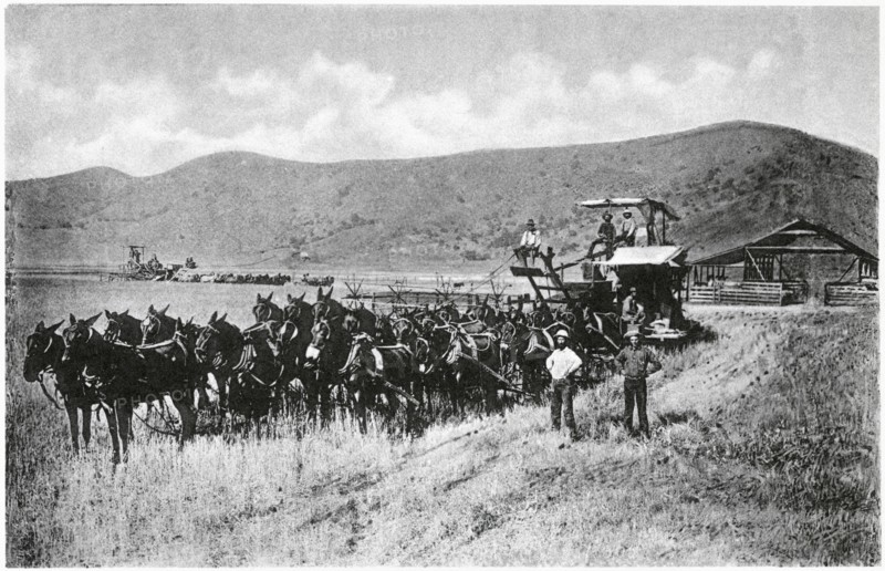 Horse-drawn Combine during Wheat Harvest, Sacramento Valley, California, USA, Photogravure, Denison News Co., 1903