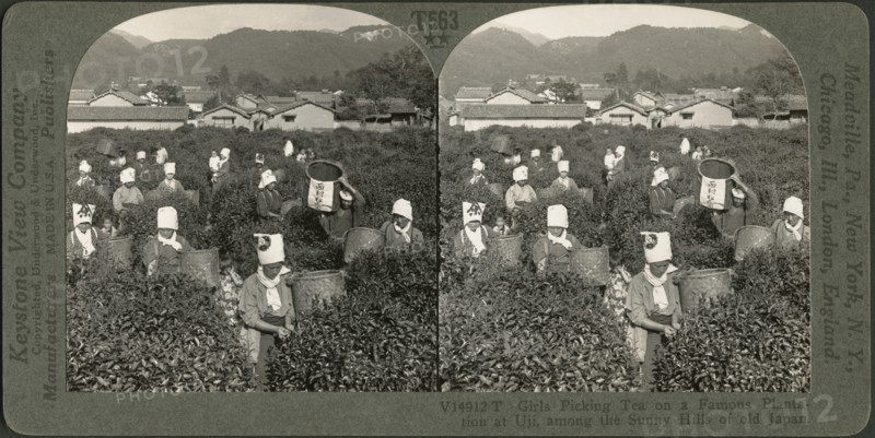 Girls Picking Tea on a Famous Plantation at Uji among the Sunny Hills of Old Japan, Stereo Card, Keystone View Company, 1904