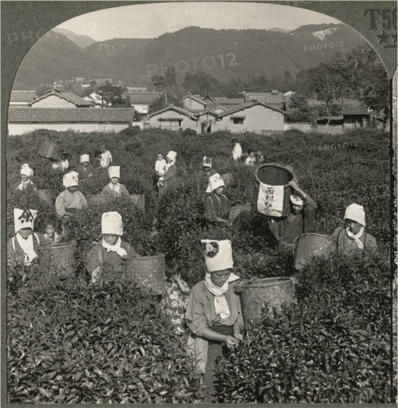 Girls Picking Tea on a Famous Plantation at Uji among the Sunny Hills of Old Japan, Single Image of Stereo Card, Keystone View Company, 1904