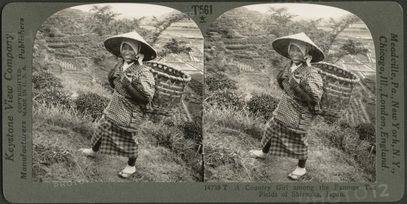 A Country Girl Among the Famous Tea Fields of Shizuoka, Japan, Stereo Card, Keystone View Company. 1905