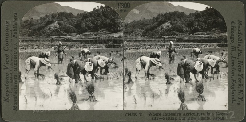 Where Intensive Agriculture is a Necessity-Setting out Rice Plants, Japan, Stereo Card, Keystone View Company, 1904