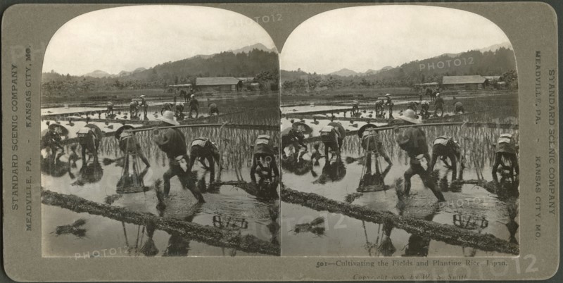 Cultivating the Fields and Planting Rice, Japan, Stereo Card, Standard Scenic Company, 1906