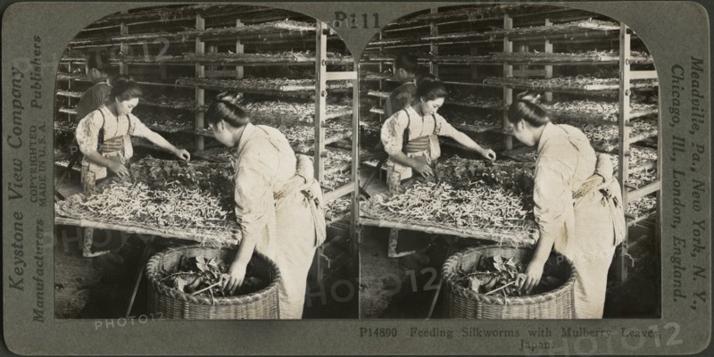 Feeding Silkworms with Mulberry Leaves, Japan, Stereo Card, Keystone View Company, 1905