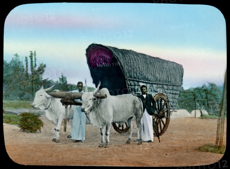 Ox Cart, Sri Lanka, Hand-Colored Magic Lantern Slide, W.C. Hughes, early 1900's