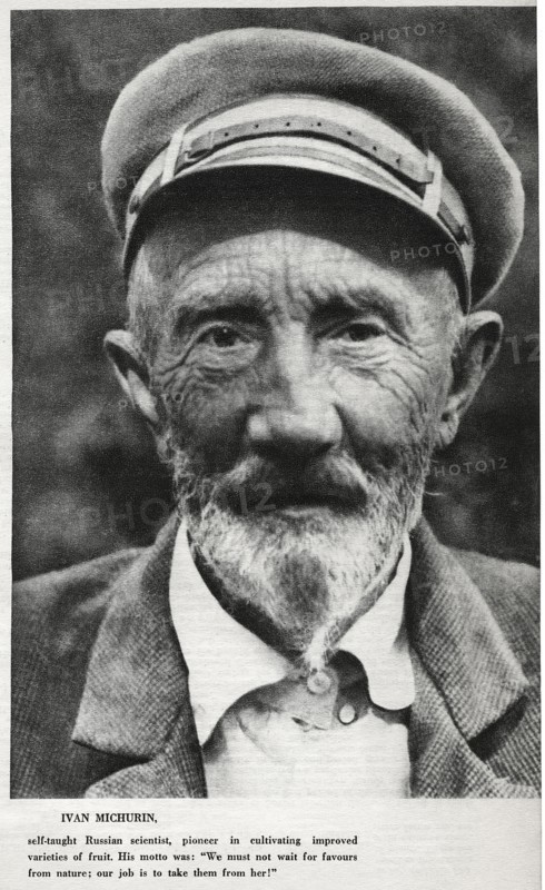 Ivan Vladimirovich Michurin (1855-1935), Russian Horticulturist, created more than 300 Varieties of Fruit Plants, Portrait