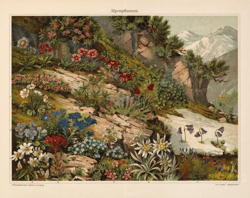 Alpenflanzen, Alpine Plants, Germany