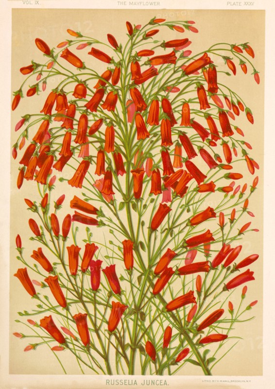 Russelia Juncea, Chromolithograph, H.M. Wall, 1892
