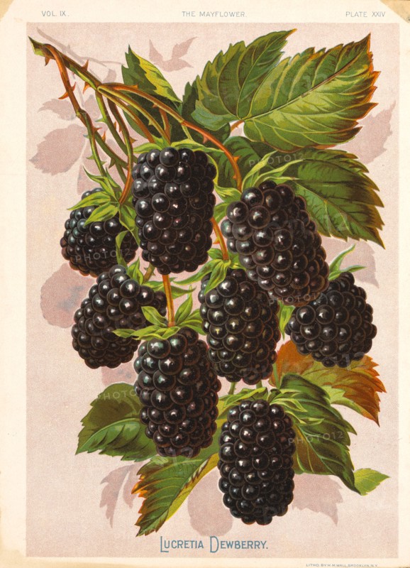 Lucretia Dewberry, Chromolithograph, H.M. Wall, Mayflower Publishing Co., 1892
